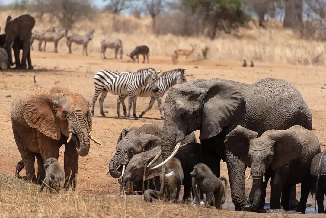 2-Days Tanzania Safari 