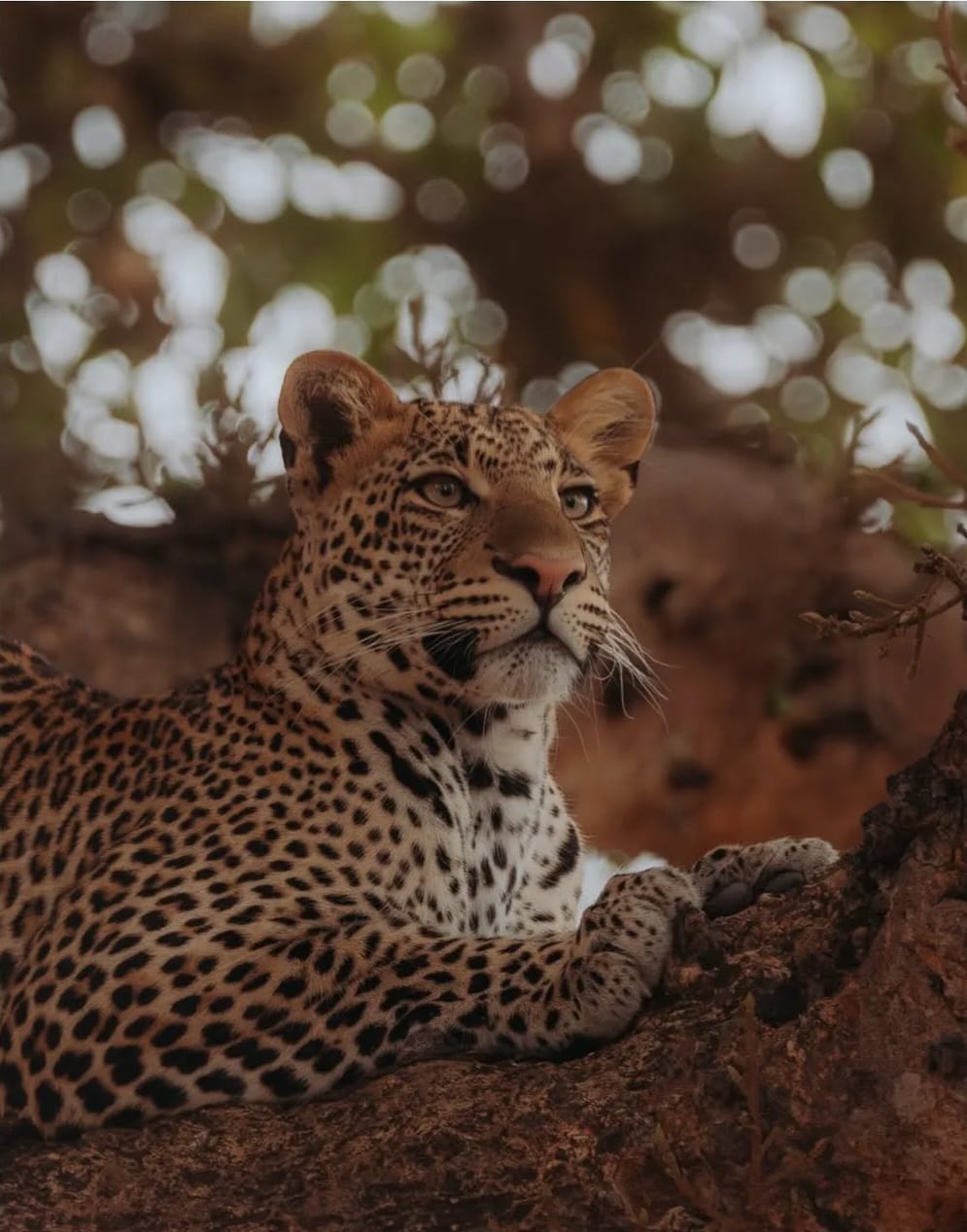 6-Day Tanzania Safari