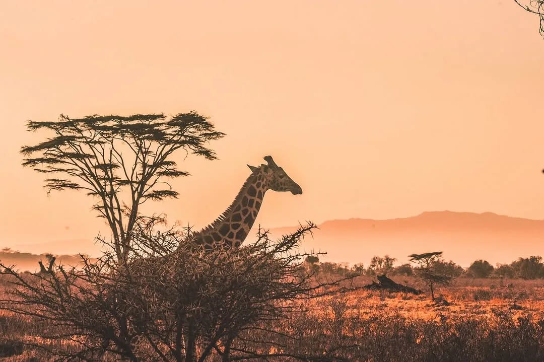 3-Day Tanzania Safari