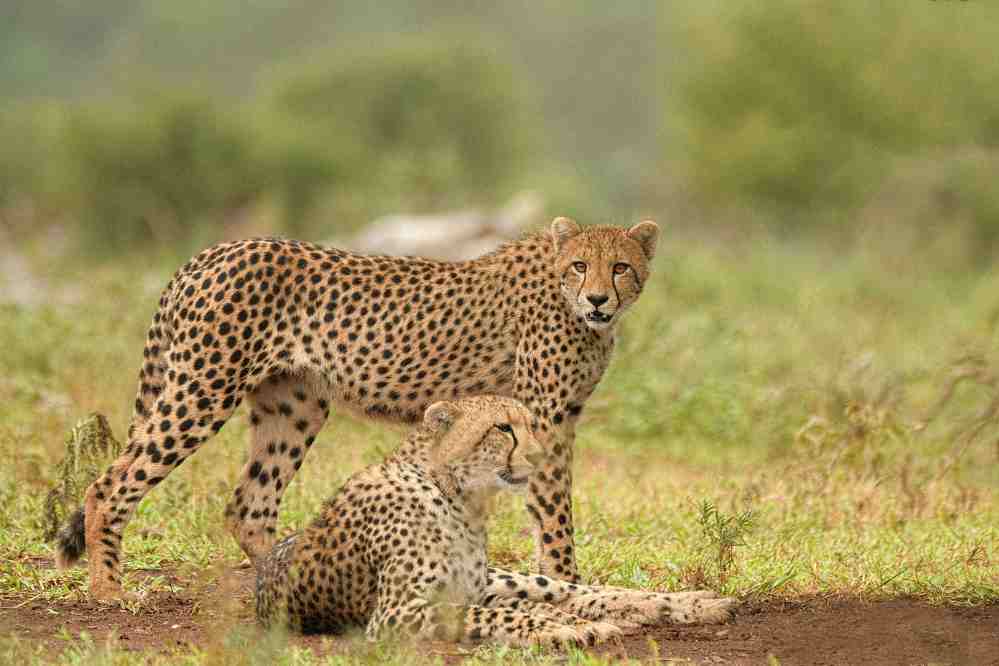 Serengeti safari tours 2025
