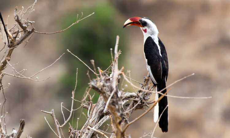 A hornbill perches in the Tarangire woodland