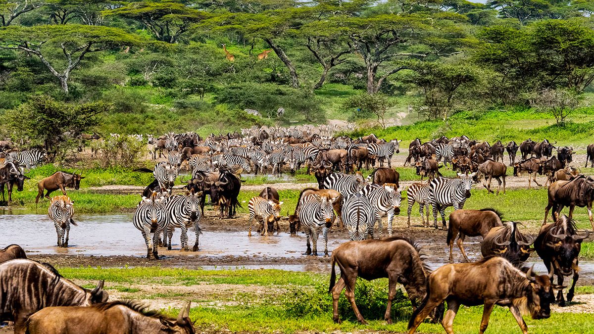 Wildebeest and zebras crossing a river during the Great Migration