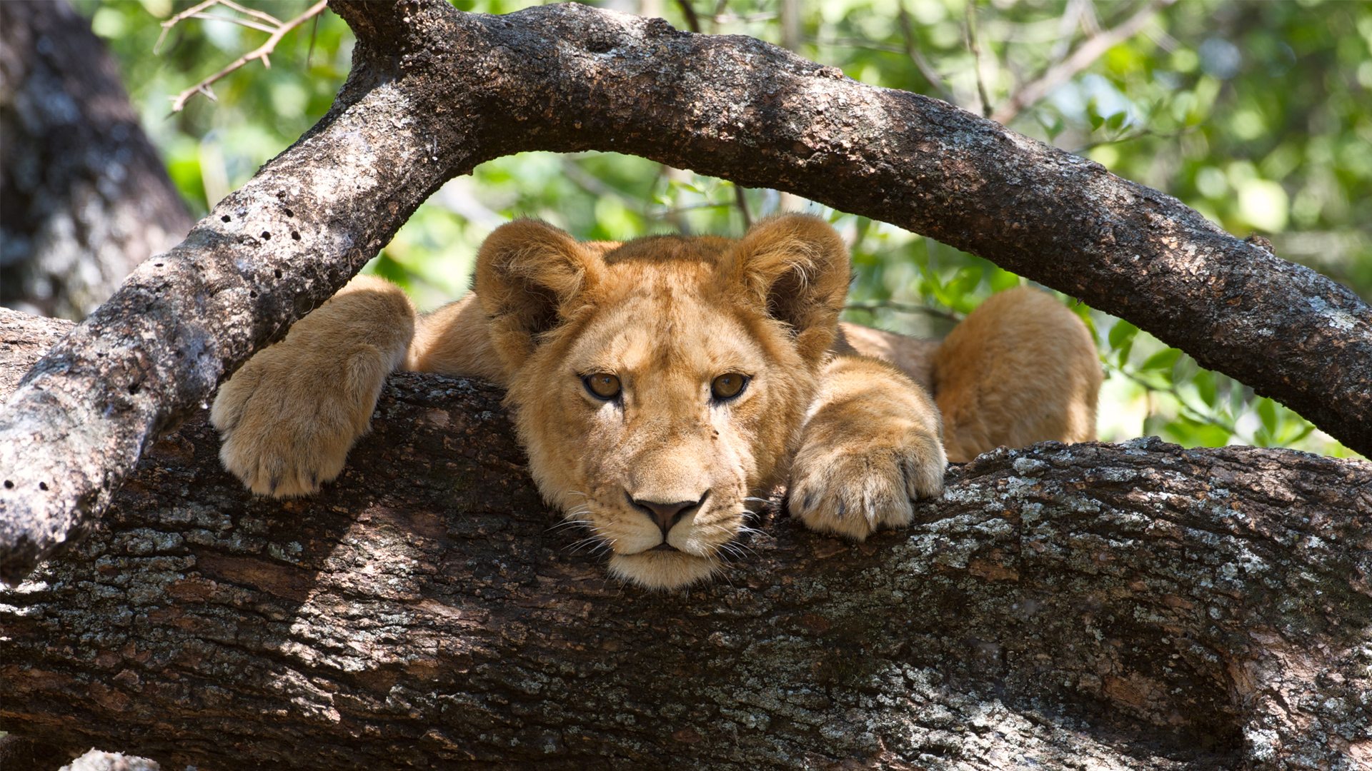 A lion rests in a tree in Lake Manyara National Park