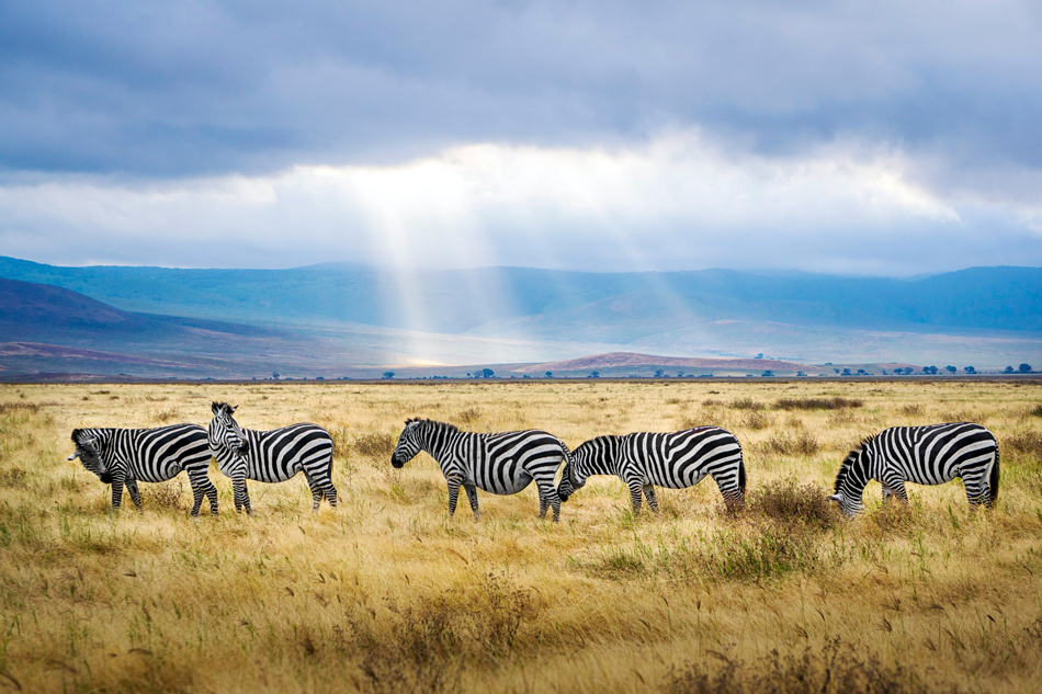 Zebras graze across the Ngorongoro highlands
