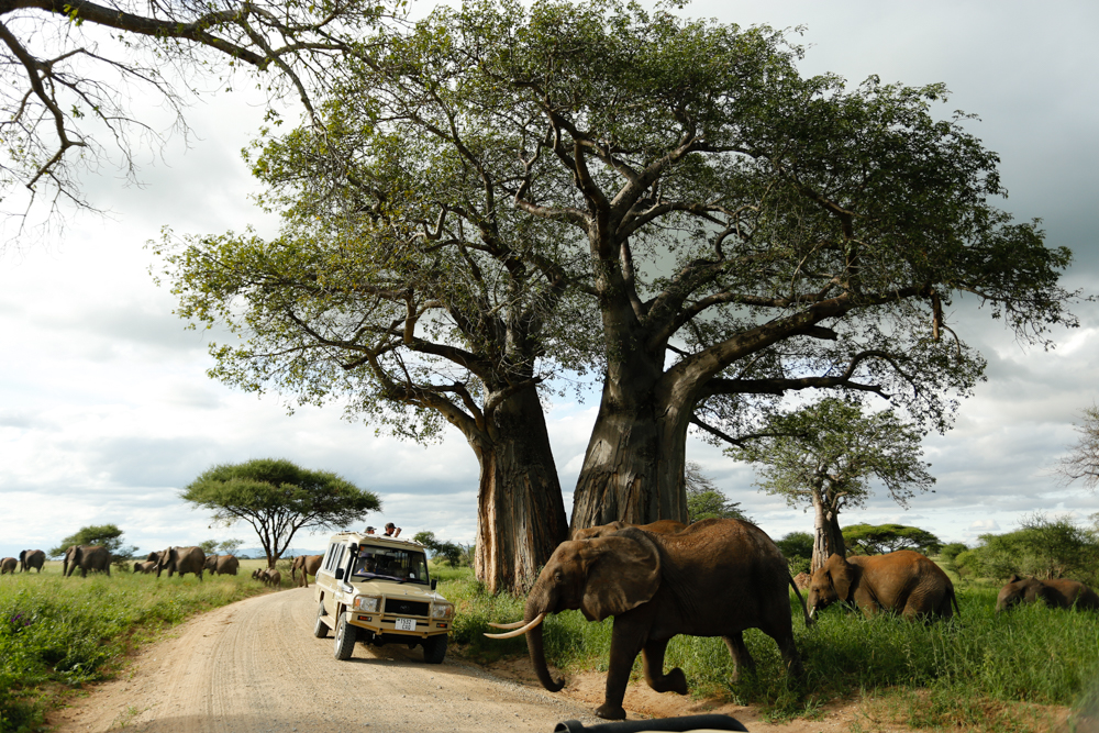 Elephants and a safari vehicle beneath baobab trees in Tarangire