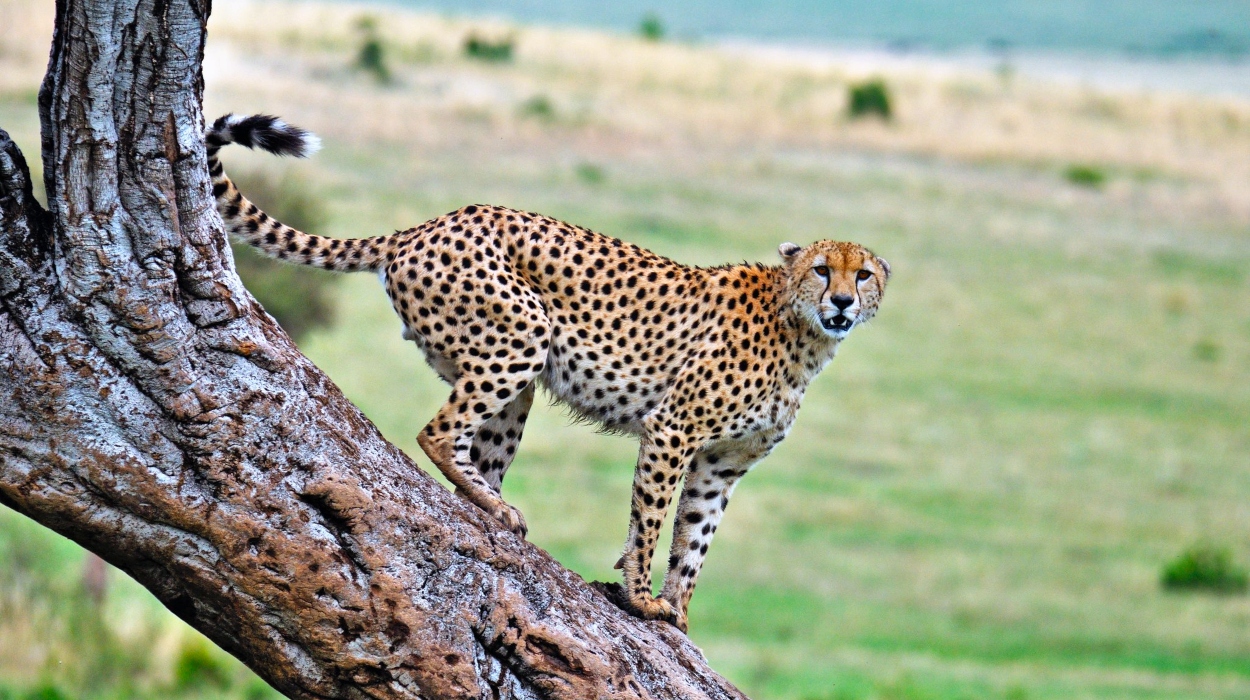 Serengeti National Park