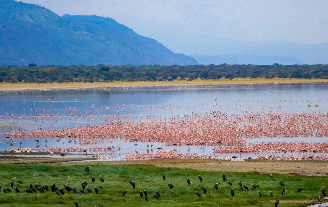 Flamingos gather along the shore of Lake Manyara