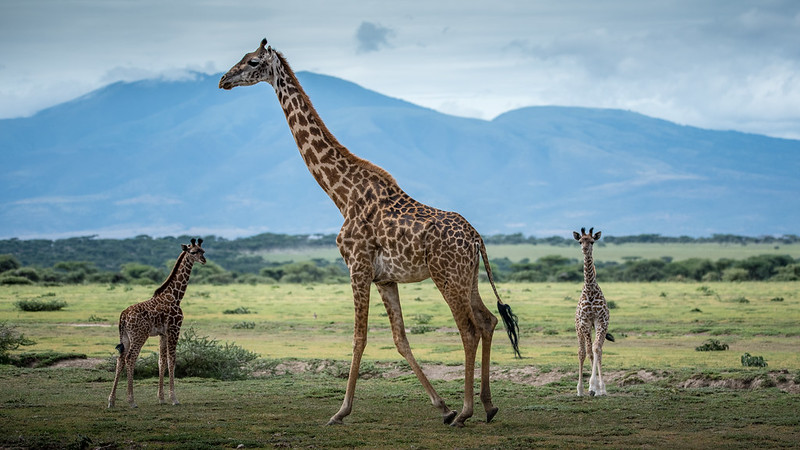 Giraffes move across open grassland near Lake Manyara