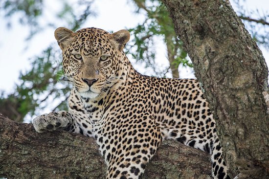 A leopard rests along a tree branch in the Serengeti