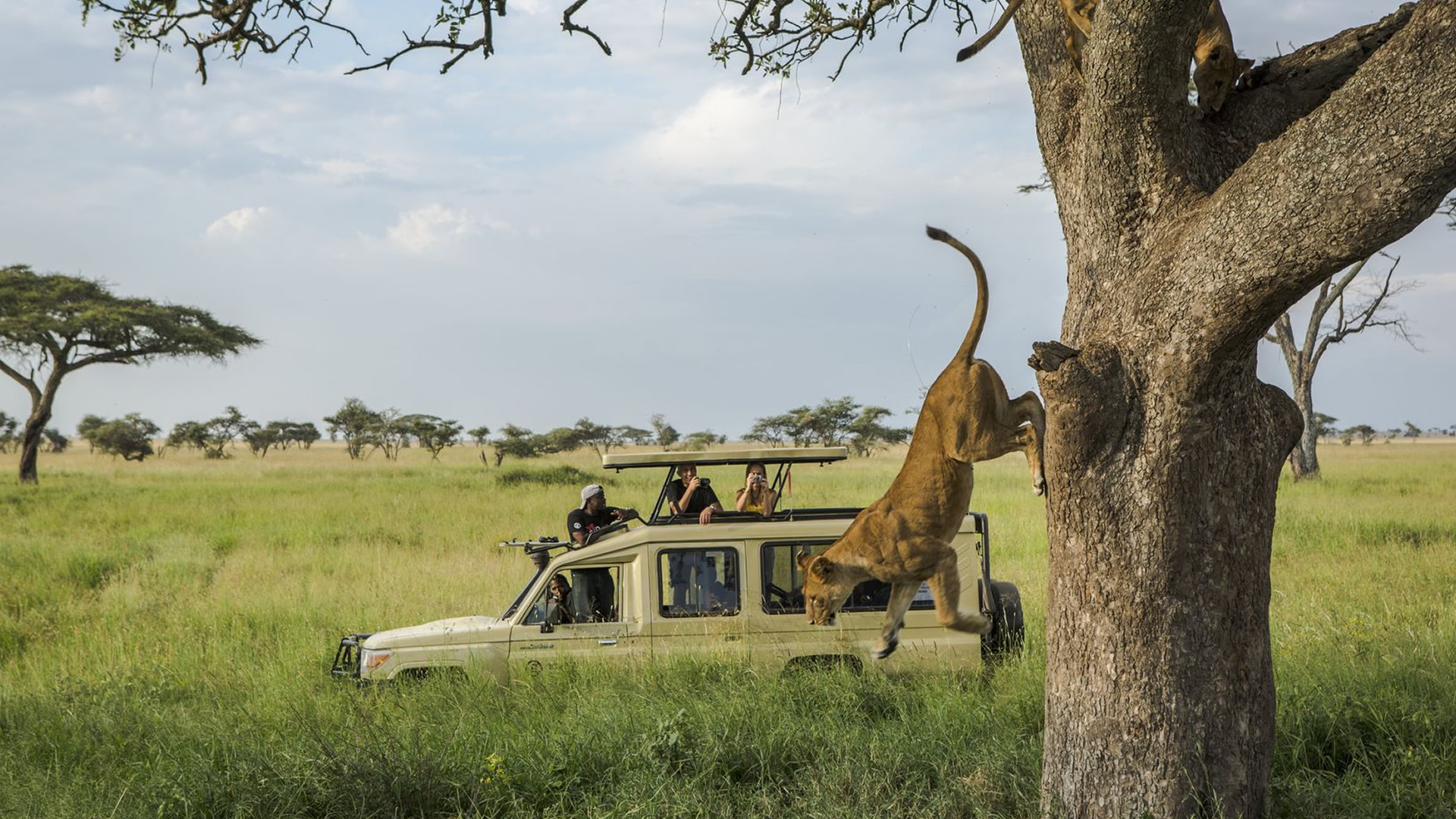 A lion climbs down from a tree beside a safari vehicle in the Serengeti