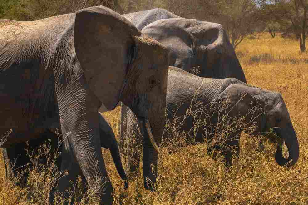 Tarangire Safari Adventure