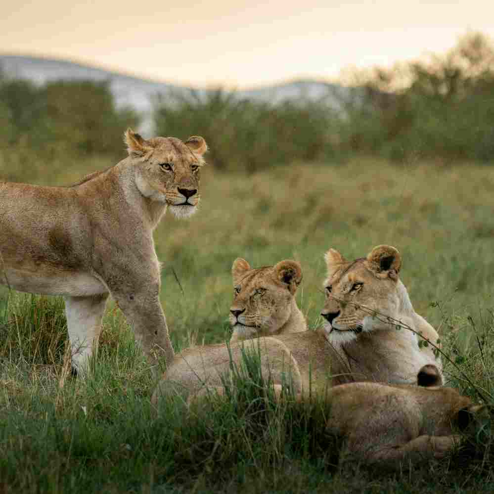 2-Day Tanzania Safari Package
