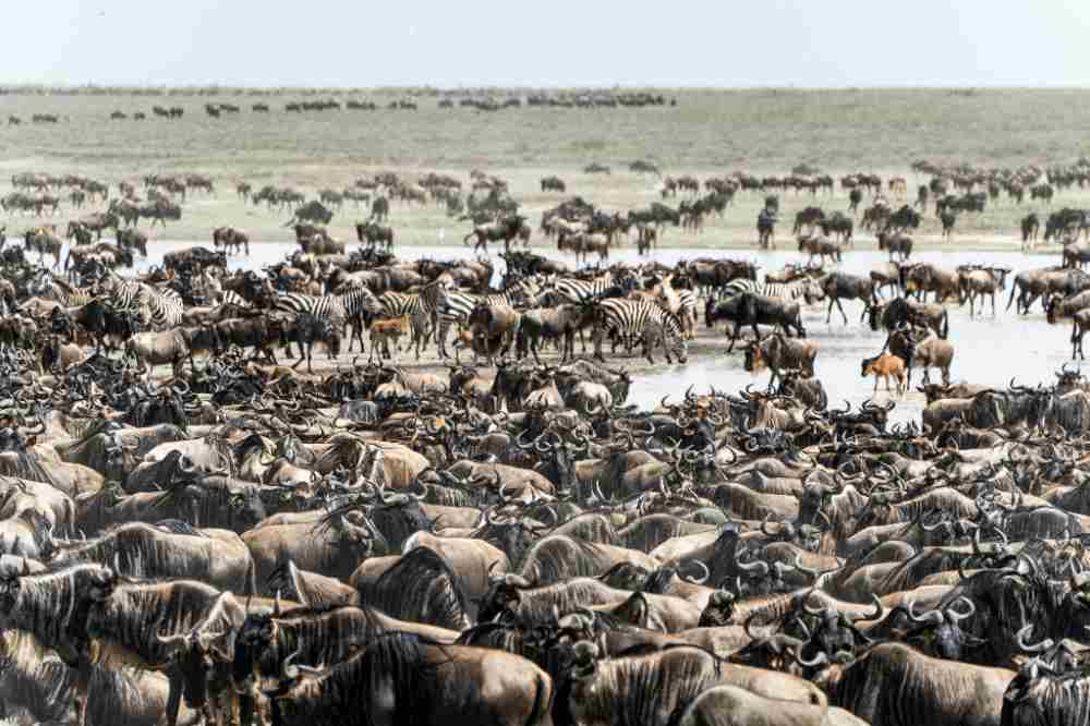 Serengeti Safari Adventure