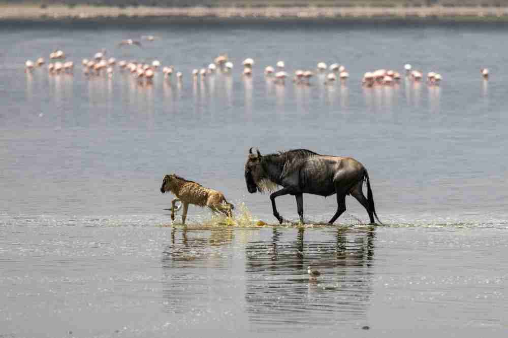 3-Day Tanzania Safari